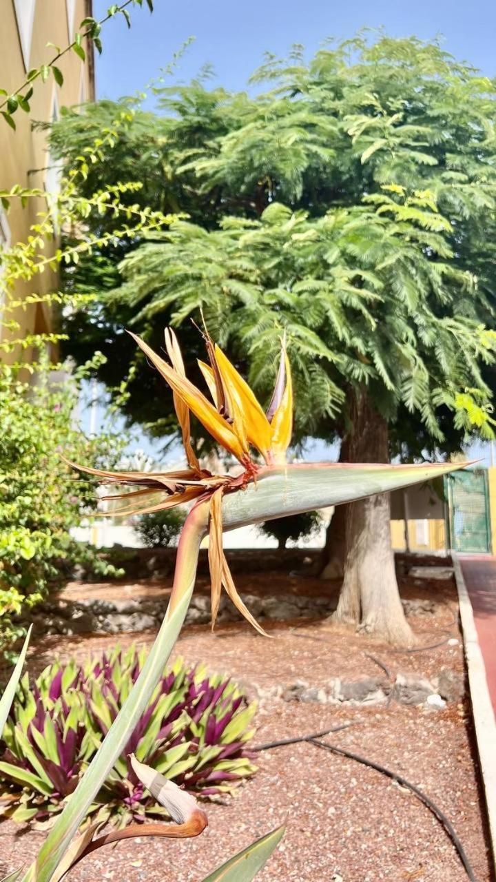 Cozy Two Bed Apartment. Costa Adeje  Exterior photo